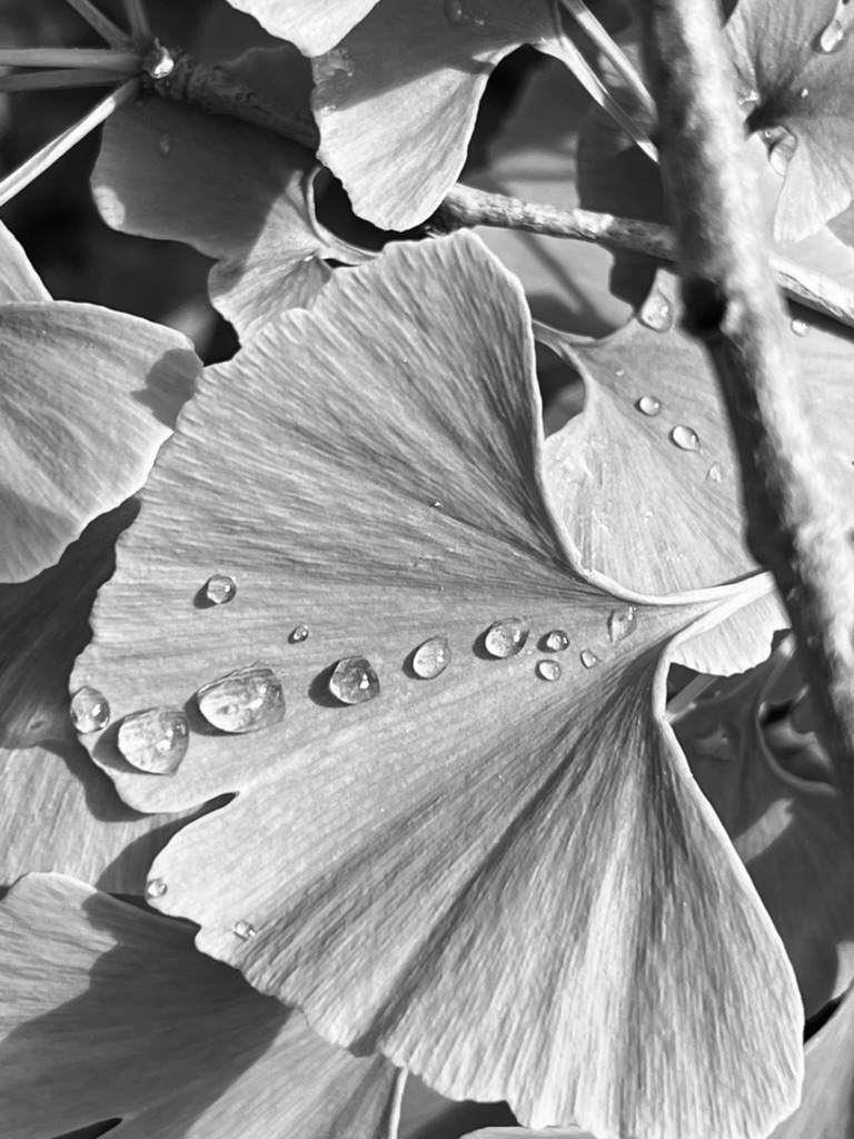 75281514-6CD8-49D6-8D88-D34E63515129_1_105_c