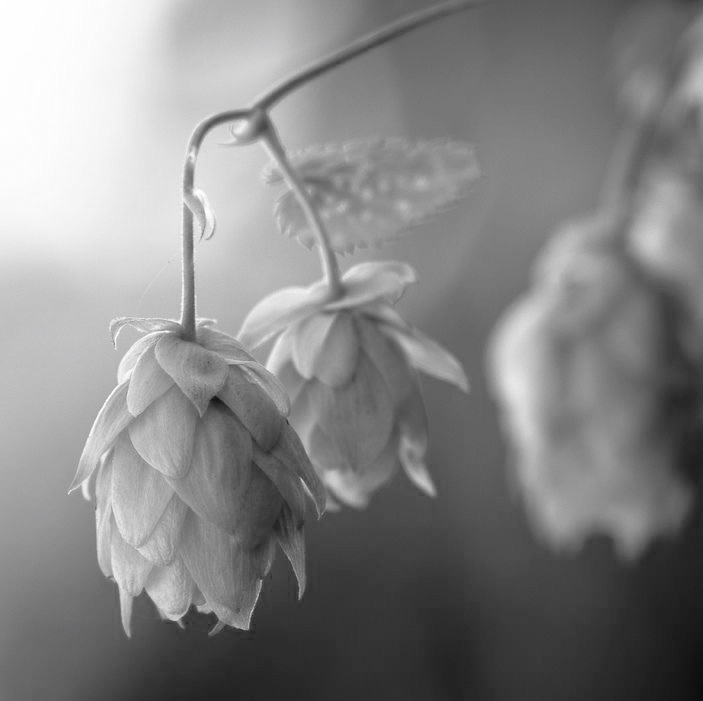 889E5B3A-DE21-4A4C-AF8C-8D9FBBCF6052_1_201_a