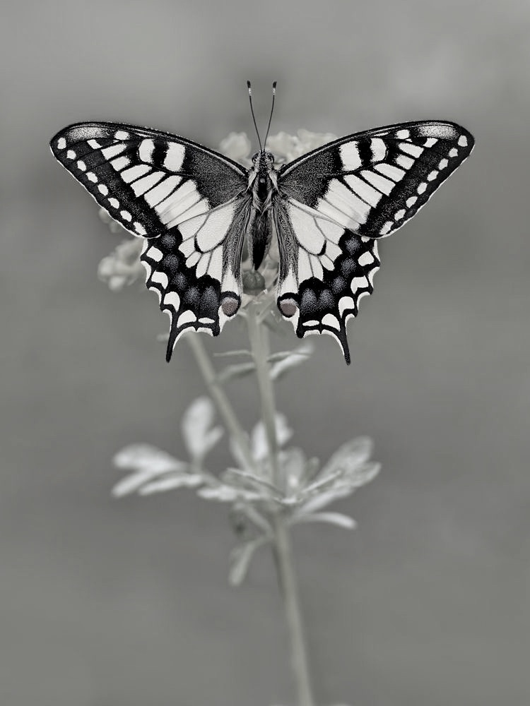 CCD99352-DF04-447D-B8F8-8CC90C87AB1E_1_201_a