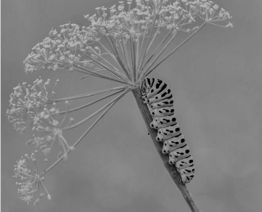 E8179EA2-05EA-4CA1-971B-ABB1822691FE_1_105_c